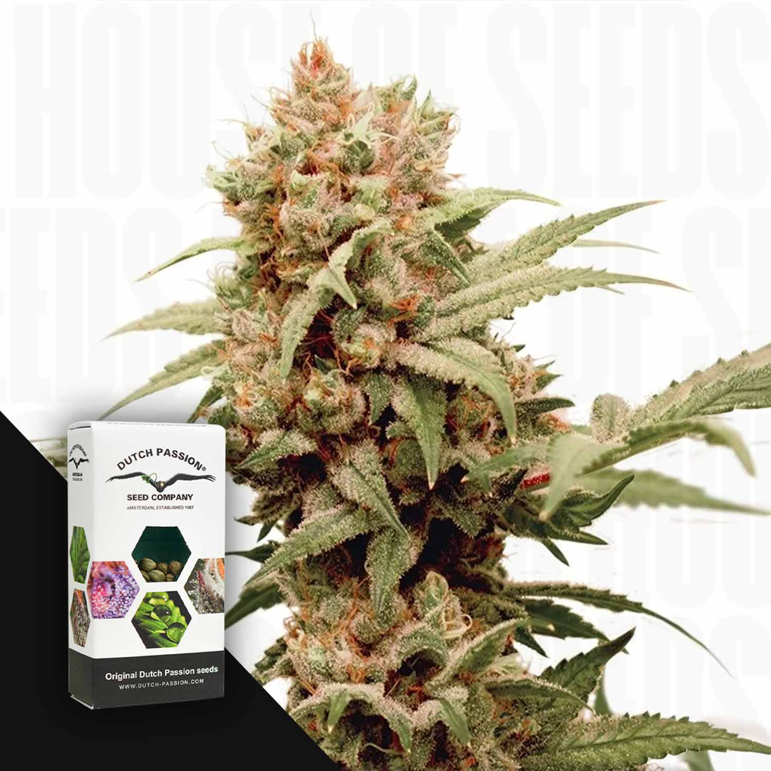 Nahaufnahme einer CBG-Force Cannabispflanze neben ihrer Dutch Passion-Samenverpackung.