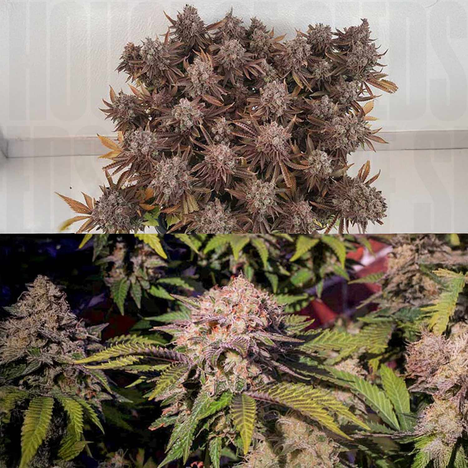 Oben violette Critical Orange Punch Knospen von Dutch Passion, unten frostige grüne Knospen mit Blättern