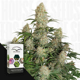 Auto Critical Orange Punch