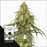 Auto CBD-Victory