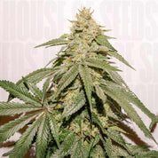 Reife Dutch Passion Ice Cream Haze Pflanze mit dichten Knospen und gezackten grünen Blättern vor hellem Hintergrund