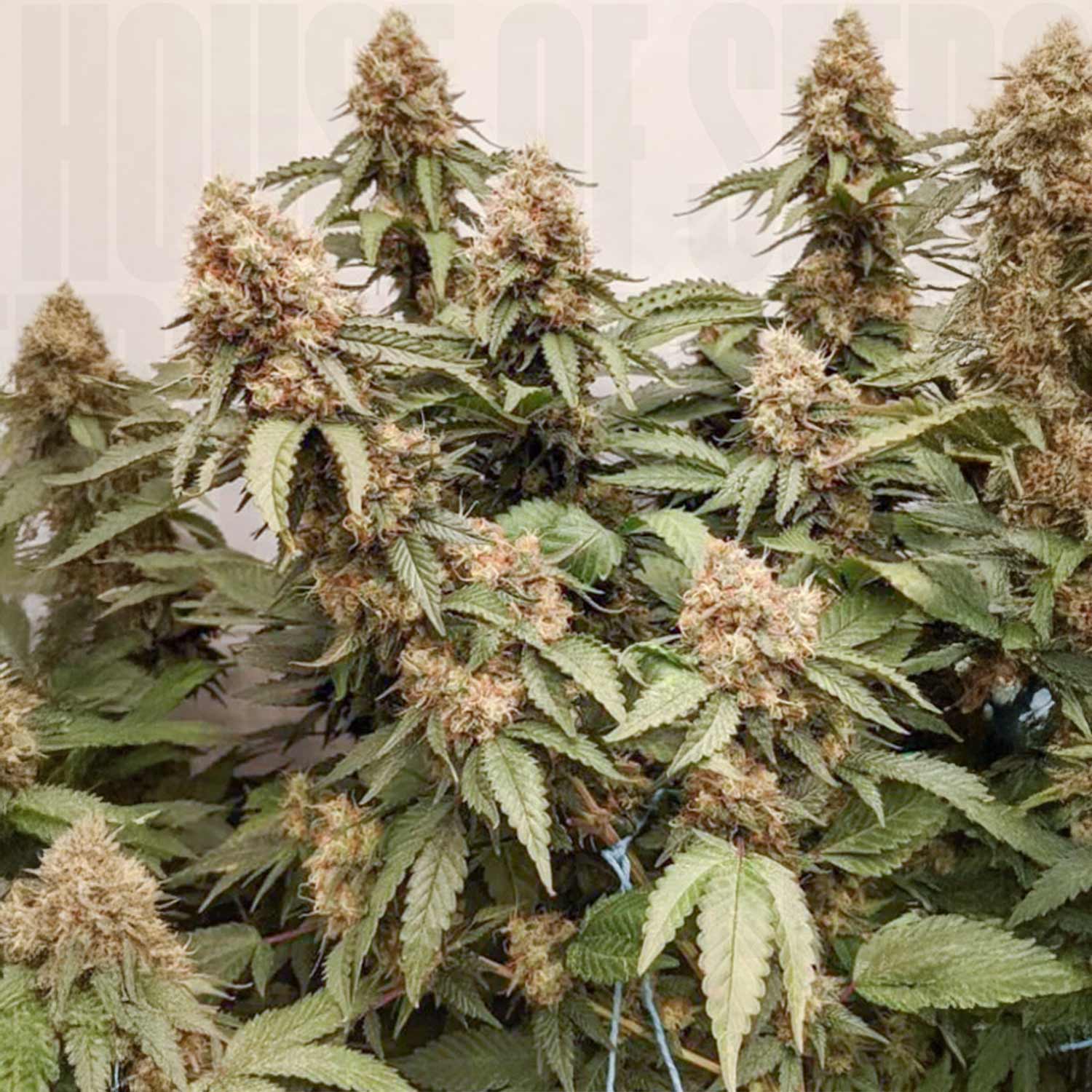 Nahaufnahme einer Master Kush Pflanze von Dutch Passion mit frostigen Knospen und gezackten Blättern