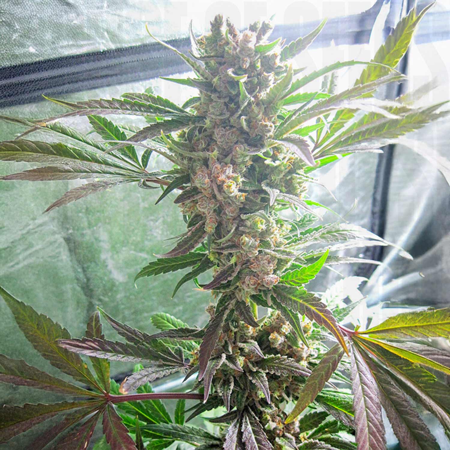 Reife Master Kush Pflanze von Dutch Passion mit dichten Knospen im Grow-Zelt unter künstlichem Licht