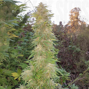 Hohe Mazar Cannabis Pflanze von Dutch Passion mit dichten grünen und gelblichen Buds im Freien, umgeben von Bäumen