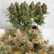 Nah- und Gesamtansicht der Dutch Passion Mazar Cannabis Pflanze im Topf mit dichten grünen Knospen und orangenen Haaren