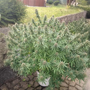 Orange Bud Pflanze von Dutch Passion im weißen Topf draußen auf Stein, umgeben von Gras und Sträuchern