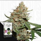 Skunk #11