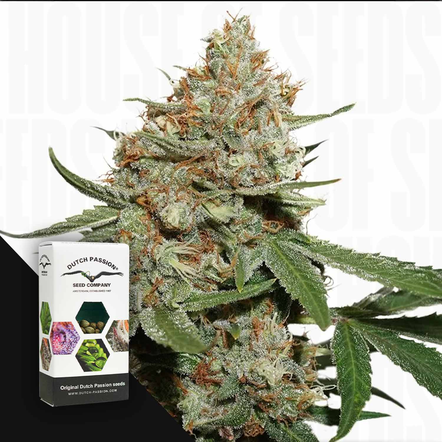 Nahaufnahme einer Skunk #11 Cannabisknospe mit einer Dutch Passion Samenbox in der Ecke.