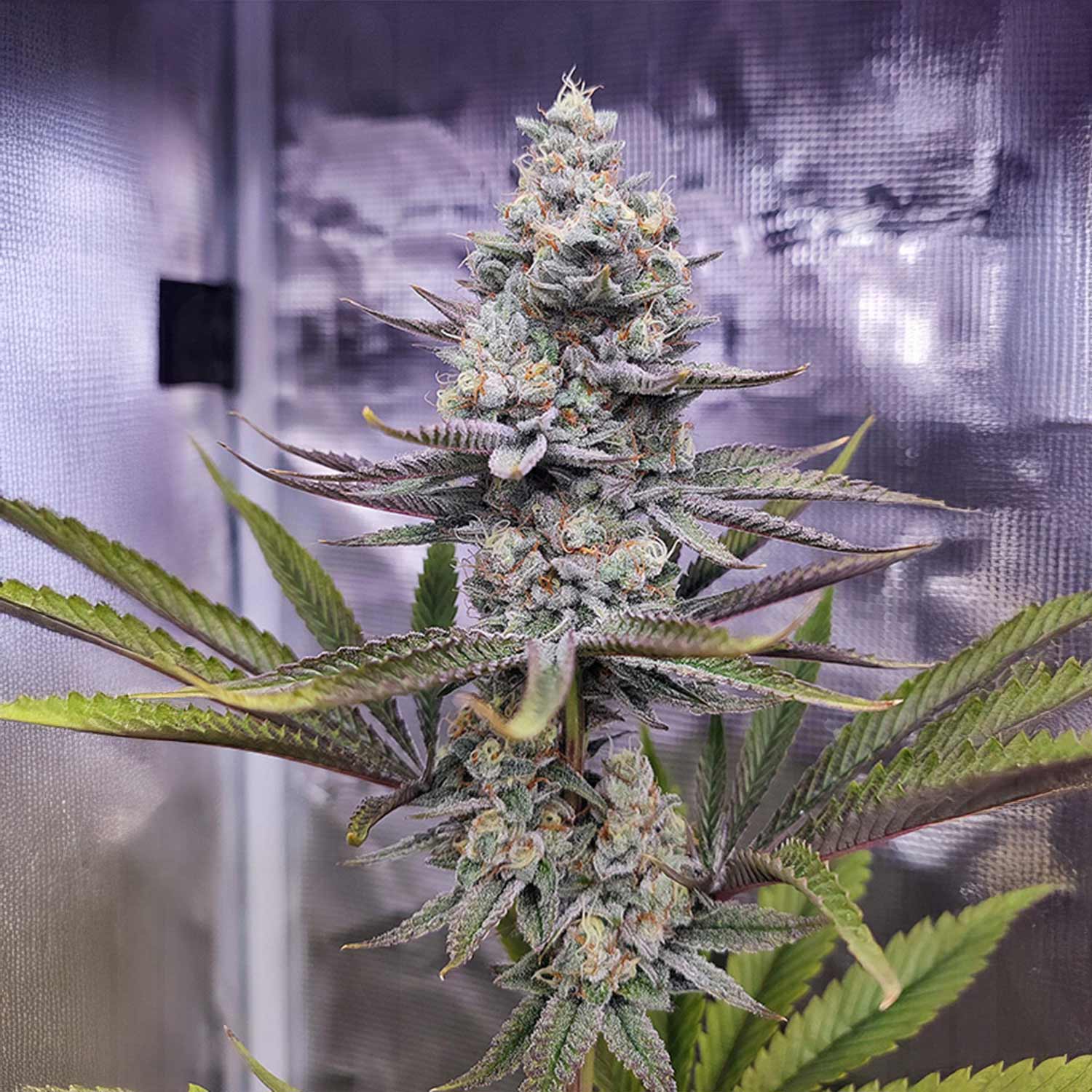 Sugar Bomb Punch Cannabis Pflanze von Dutch Passion mit frostigen Knospen, Trichomen und orangefarbenen Haaren