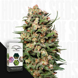 Skunk #1 Reg