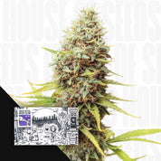 Nahaufnahme frostiger Cannabisknospe mit orangen Haaren, Ecke zeigt Super Sativa Seed Club Sour Tangie Dawg Paket