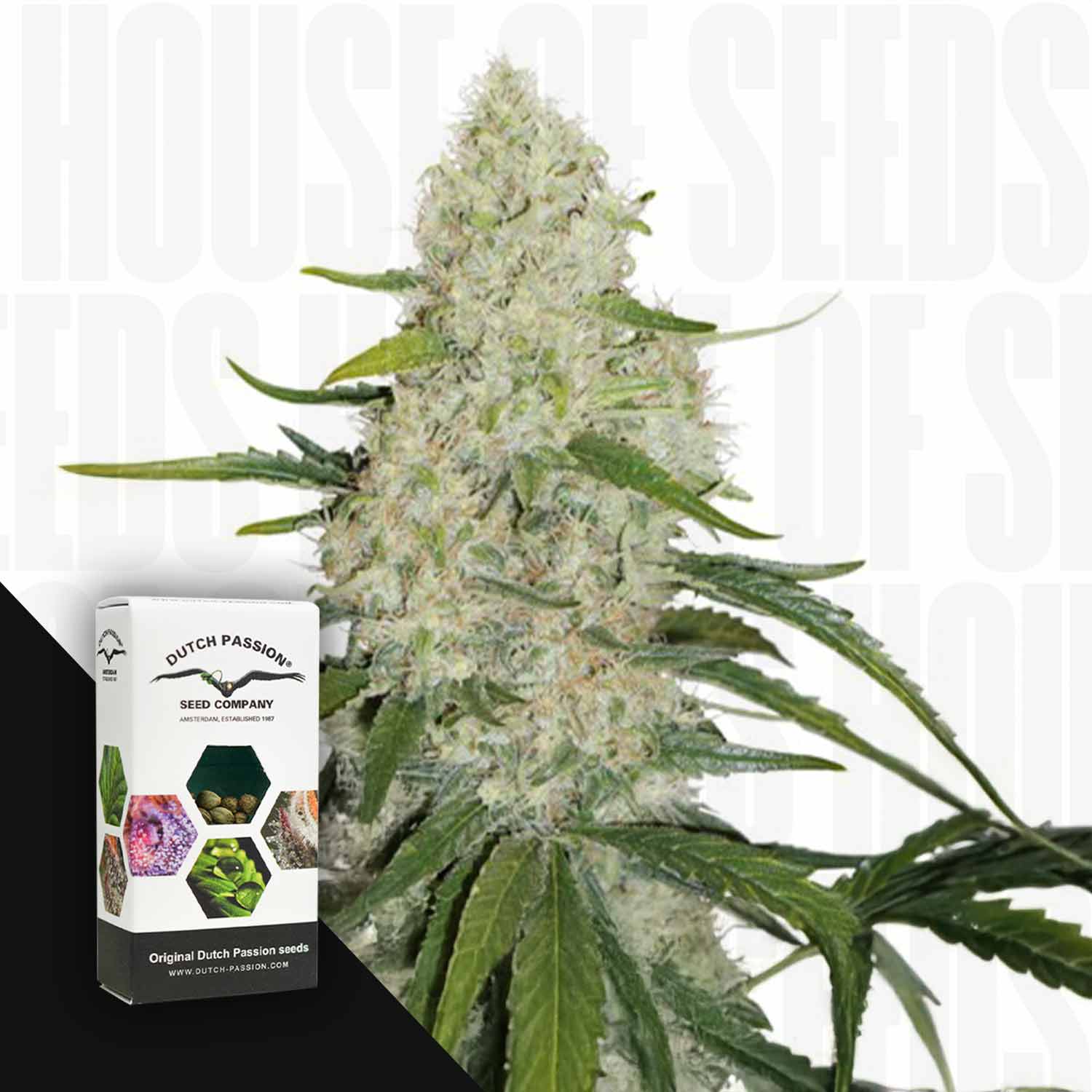 Eine Nahaufnahme einer Cannabispflanze neben einer Schachtel mit der Aufschrift Dutch Passion Auto Think Big.