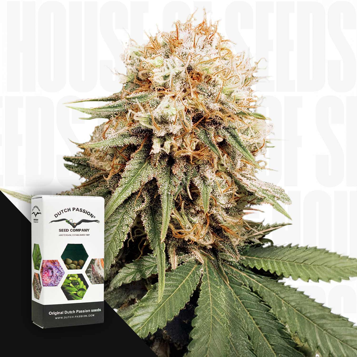 Nahaufnahme einer reifen White Widow Indica Pflanze mit frostigen Knospen und orangen Haaren neben Dutch Passion Verpackung