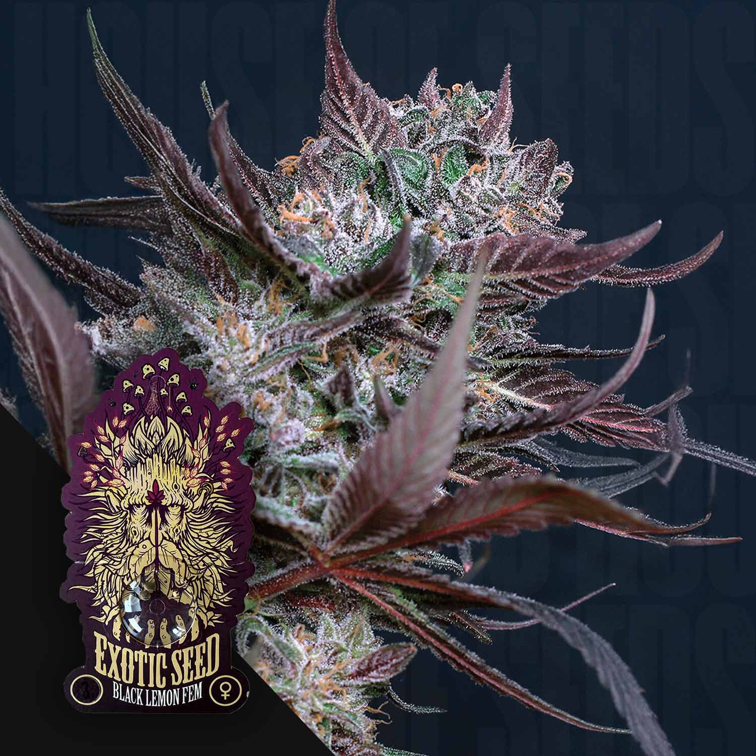 Nahaufnahme von Exotic Seeds Black Lemon: Cannabis-Pflanze mit lila gefärbten Blättern und frostigen Buds.