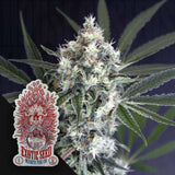 Medxotic Pure CBD