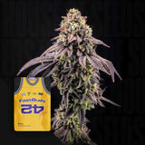 Banana Purple Punch Auto RF3