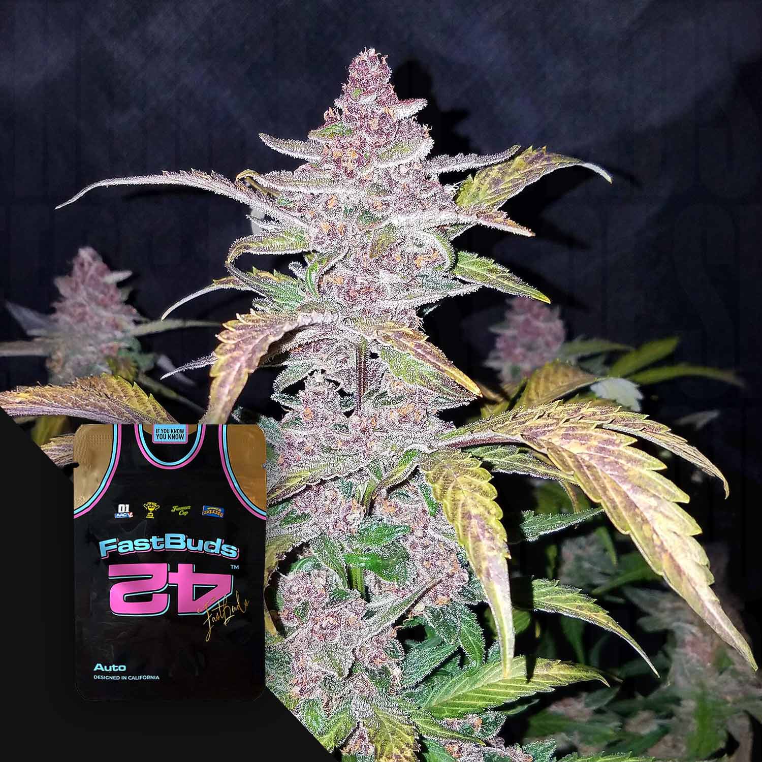 Eine frostige Blackberry Auto Cannabis-Pflanze mit bunten Blättern und einem 420 Fast Buds-Paket in der Ecke.