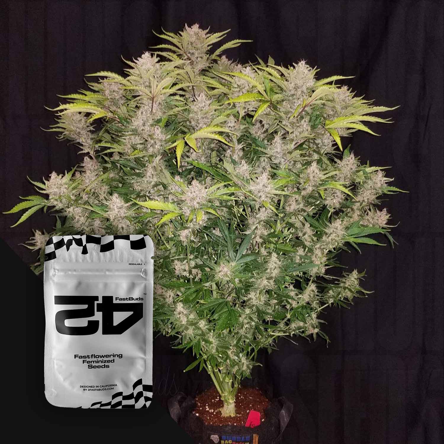 Eine große blättrige Cannabispflanze in einem Topf mit einem silbernen C4 Auto Samenpaket von 420 Fast Buds im Vordergrund.