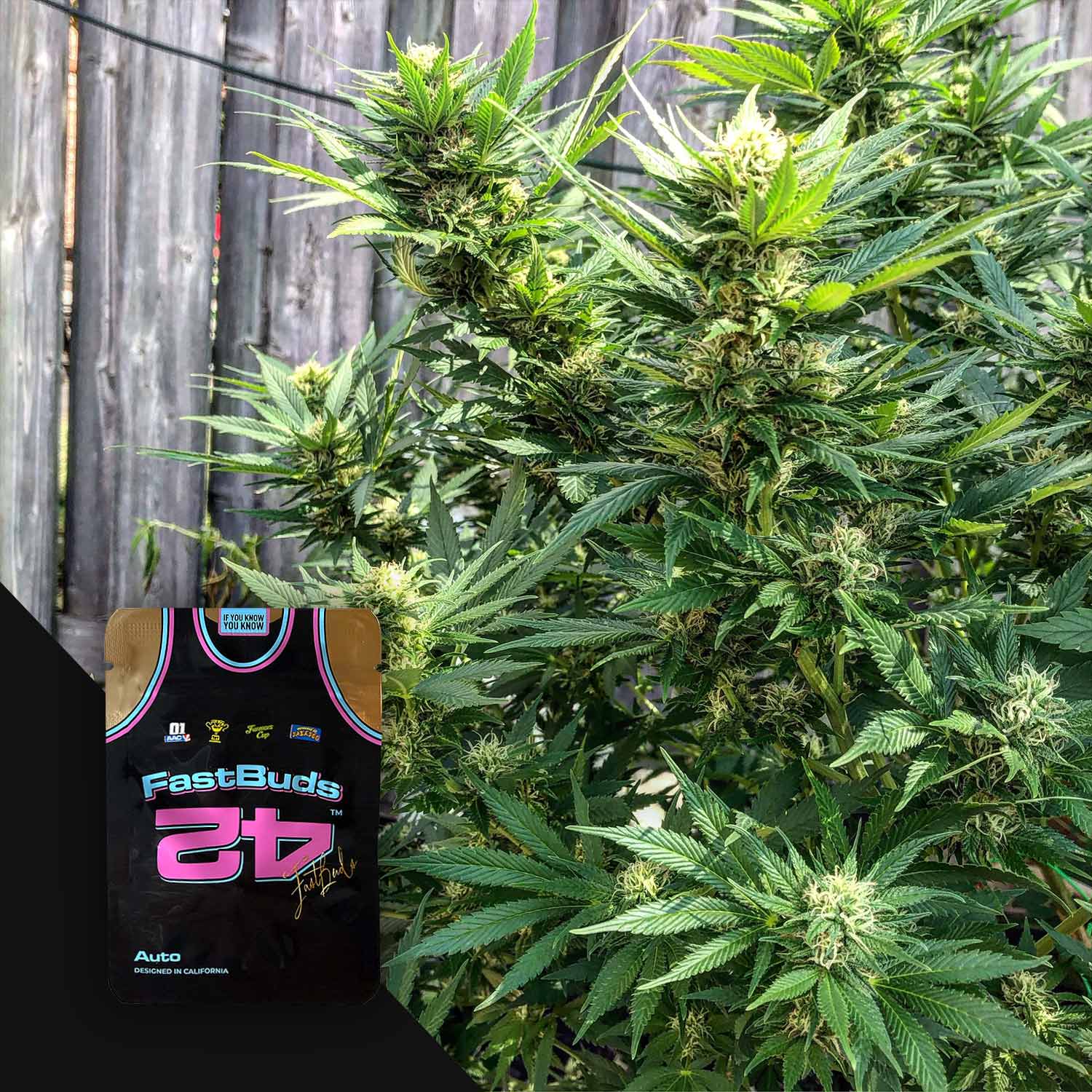 Hohe Cannabis-Pflanze mit dichten Knospen im Freien; Samenpaket mit der Aufschrift 420 Fast Buds CBD Auto 1:1 in der Ecke.