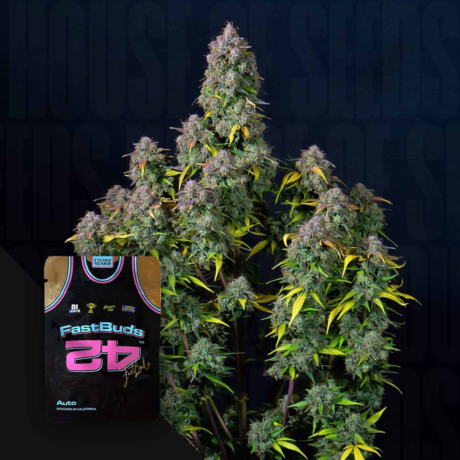 Cream Cookies Auto von 420 Fast Buds: hohe Pflanze mit dichten violetten Knospen; im Bild ein schwarzes 420 Fast Buds-Trikot.