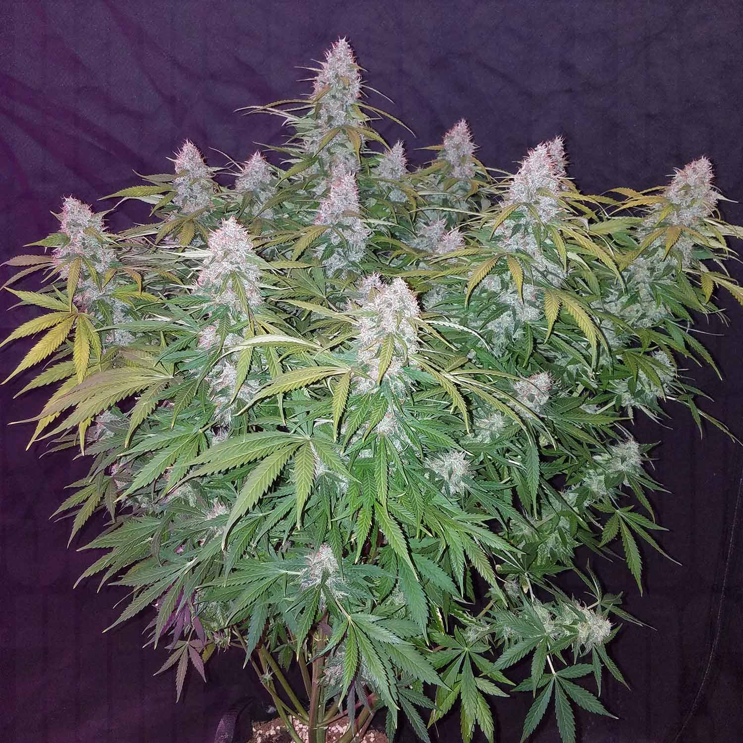 Lebendige Californian Snow Auto Pflanze von 420 Fast Buds mit dichten trichombedeckten Knospen und gezackten grünen Blättern