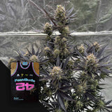 Guava Auto RF3