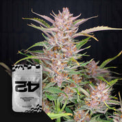 Nahaufnahme einer Cannabispflanze mit dichten frostigen Knospen und lila Farbtönen, unten links silber-schwarzes 420 Fast Buds Gorilla Punch Auto Päckchen