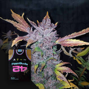 Nahaufnahme einer frostigen Cannabispflanze mit lila Farbtönen, neben der Verpackung von 420 Fast Buds LSD-25 Auto Samen.