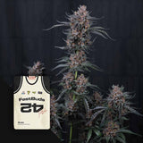 Mango Cherry Runtz Auto