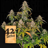 Original Auto Chemdawg