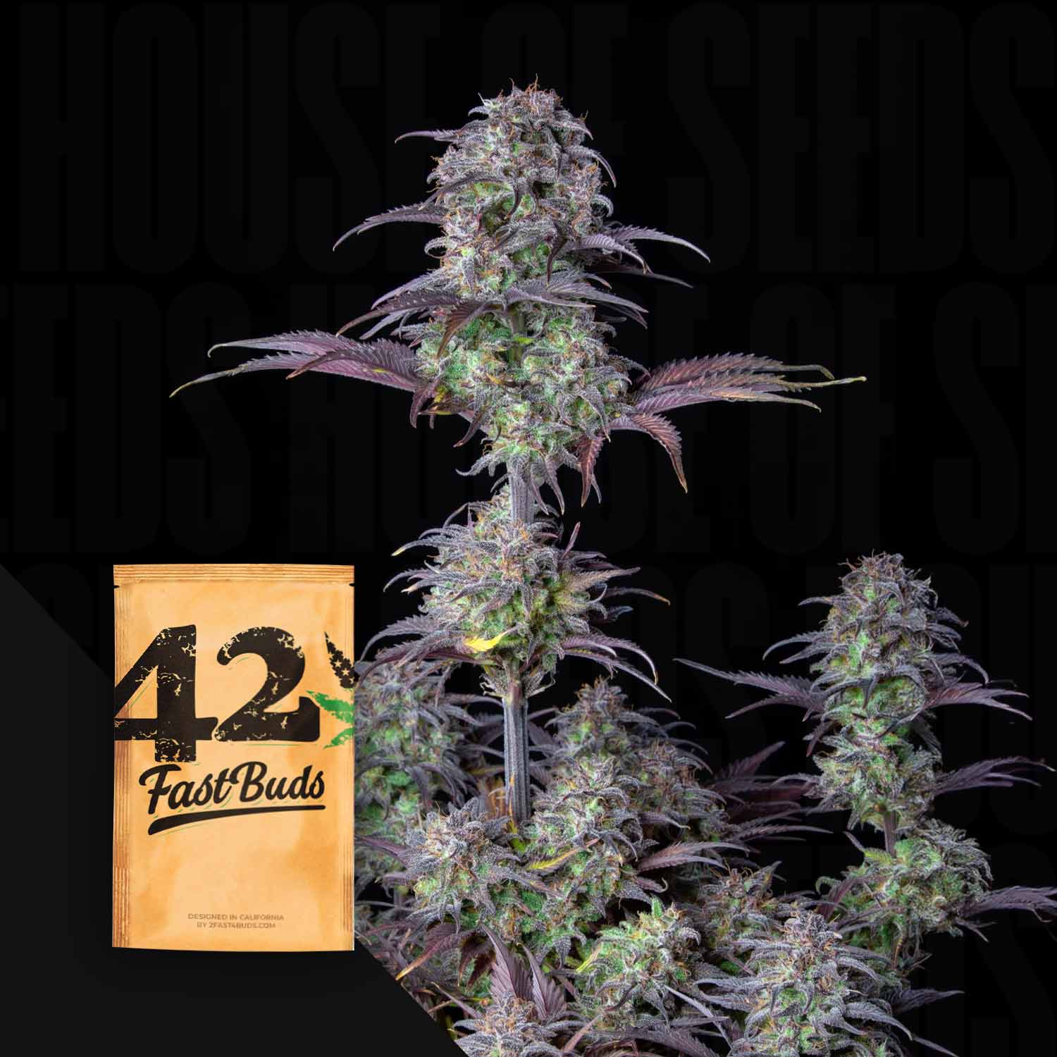 Eine dichte Cannabis-Pflanze mit lila Farbtönen und einem Original Auto Blueberry Samenpaket von 420 Fast Buds im Vordergrund.