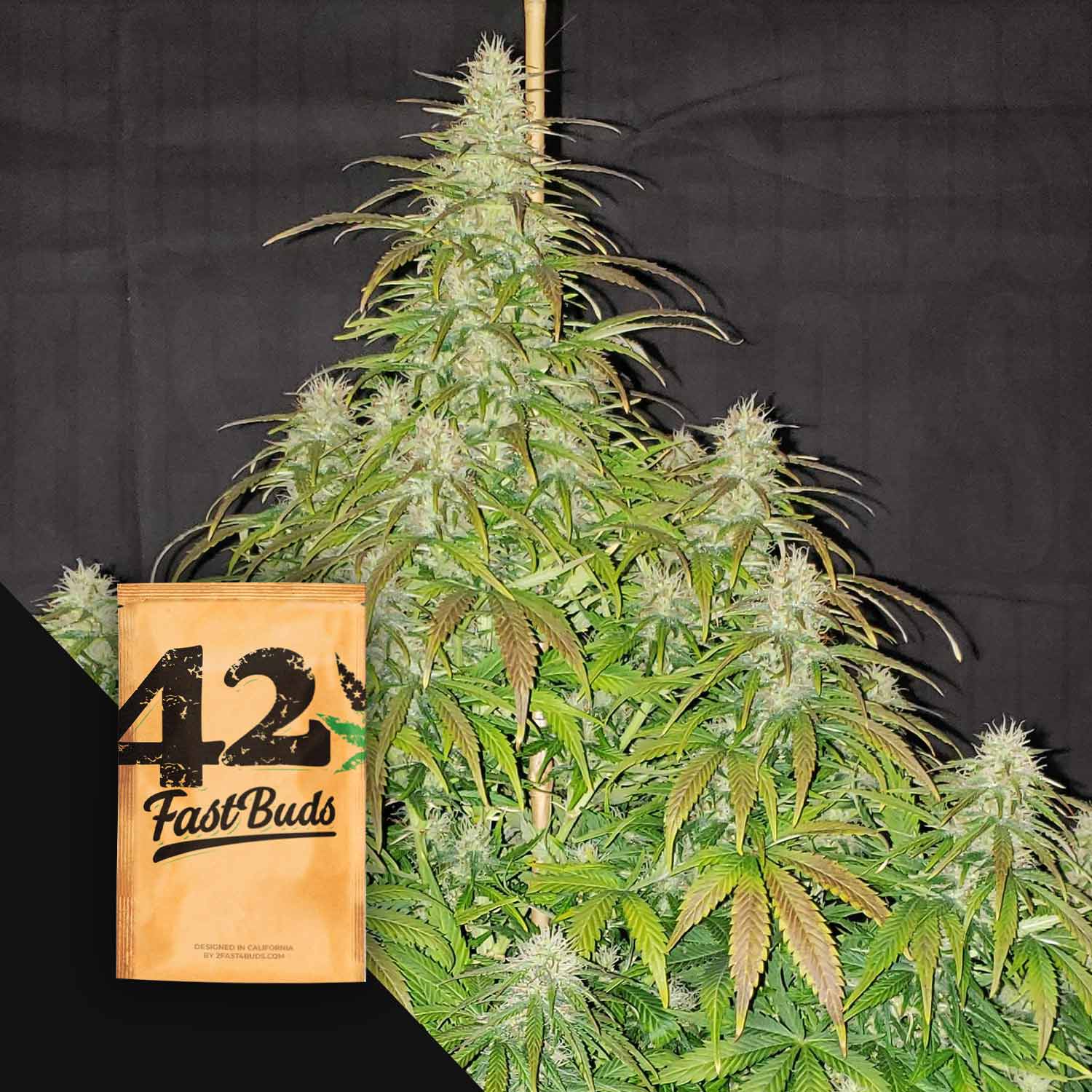 Hohe Cannabis-Pflanze mit dichten Knospen; 420 Fast Buds Original Auto Critical-Samenpäckchen in der unteren linken Ecke.