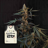 Original Auto Northern Lights