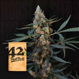 Original Northern Lights Auto