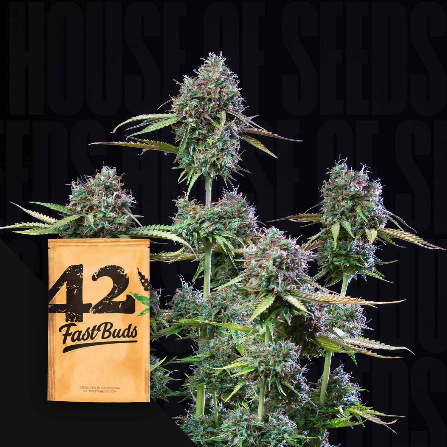 Dicht gefüllte Cannabis-Pflanzen mit einem braunen 420 Fast Buds Original Auto Trainwreck-Samenpäckchen im Vordergrund.