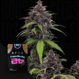 Purple Haze Auto
