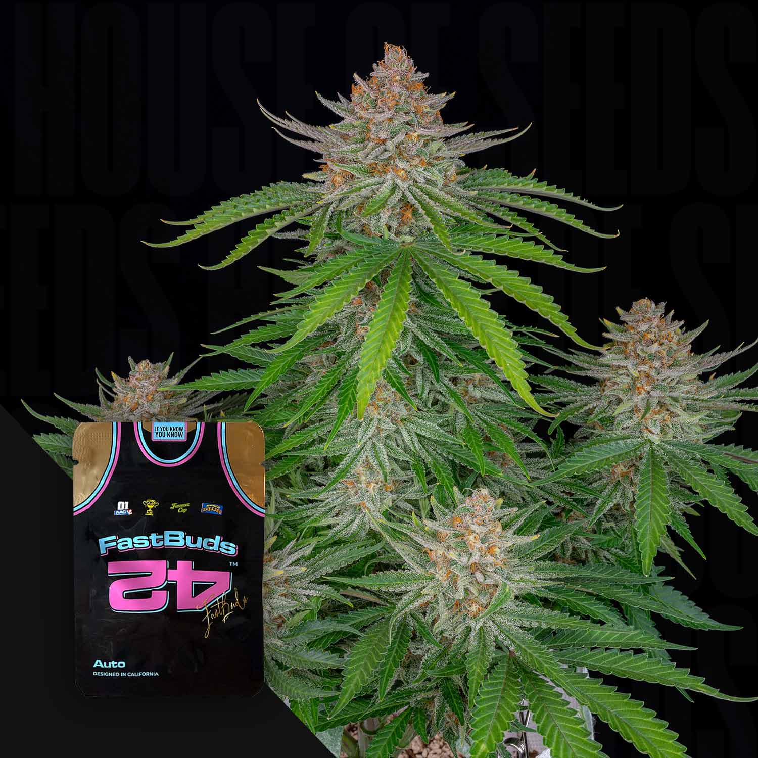 Strawberry Pie Auto Cannabis Pflanze mit dichten Knospen und einem 420 Fast Buds Samenpaket im Vordergrund.