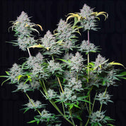 Strawberry Pie Auto von 420 Fast Buds hat dichte, frostige Knospen mit grünen Blättern vor einem dunklen Hintergrund.