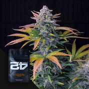 Reife Cannabispflanze mit bunten Blättern neben einem schwarzen Samenpaket mit der Aufschrift "Tropicana Cookies Auto" von 420 Fast Buds.