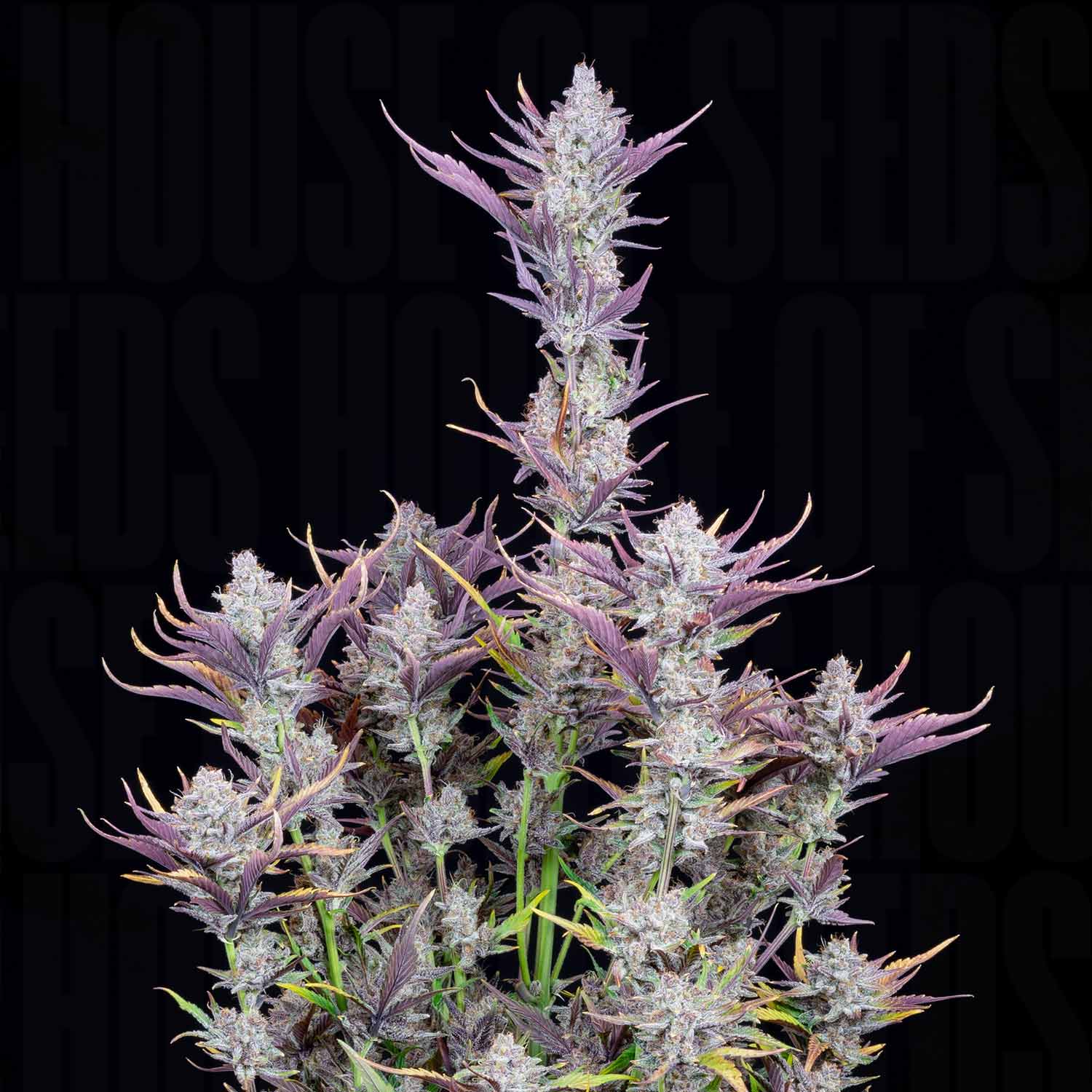 Nahaufnahme einer Wedding Glue Auto Cannabis Pflanze von 420 Fast Buds mit dichten Knospen, lila Tönen und frostigen Trichomen