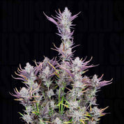 Nahaufnahme einer Wedding Glue Auto Cannabis Pflanze von 420 Fast Buds mit dichten Knospen, lila Tönen und frostigen Trichomen