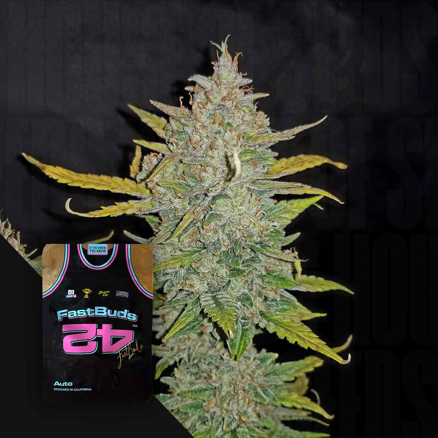 Eine Nahaufnahme einer Cannabispflanze mit einem Z-Auto-Paket von 420 Fast Buds, das vorne ein Trikotdesign aufweist.