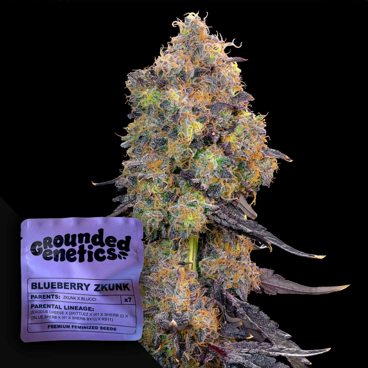 Nahaufnahme einer frostigen Blueberry Zkunk Knospe von Grounded Genetics neben ihrer Verpackung auf schwarzem Hintergrund.