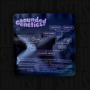 Eine Blueberry Zkunk-Samenpackung von Grounded Genetics mit einer genetischen Abstammungstabelle auf dunklem Hintergrund.