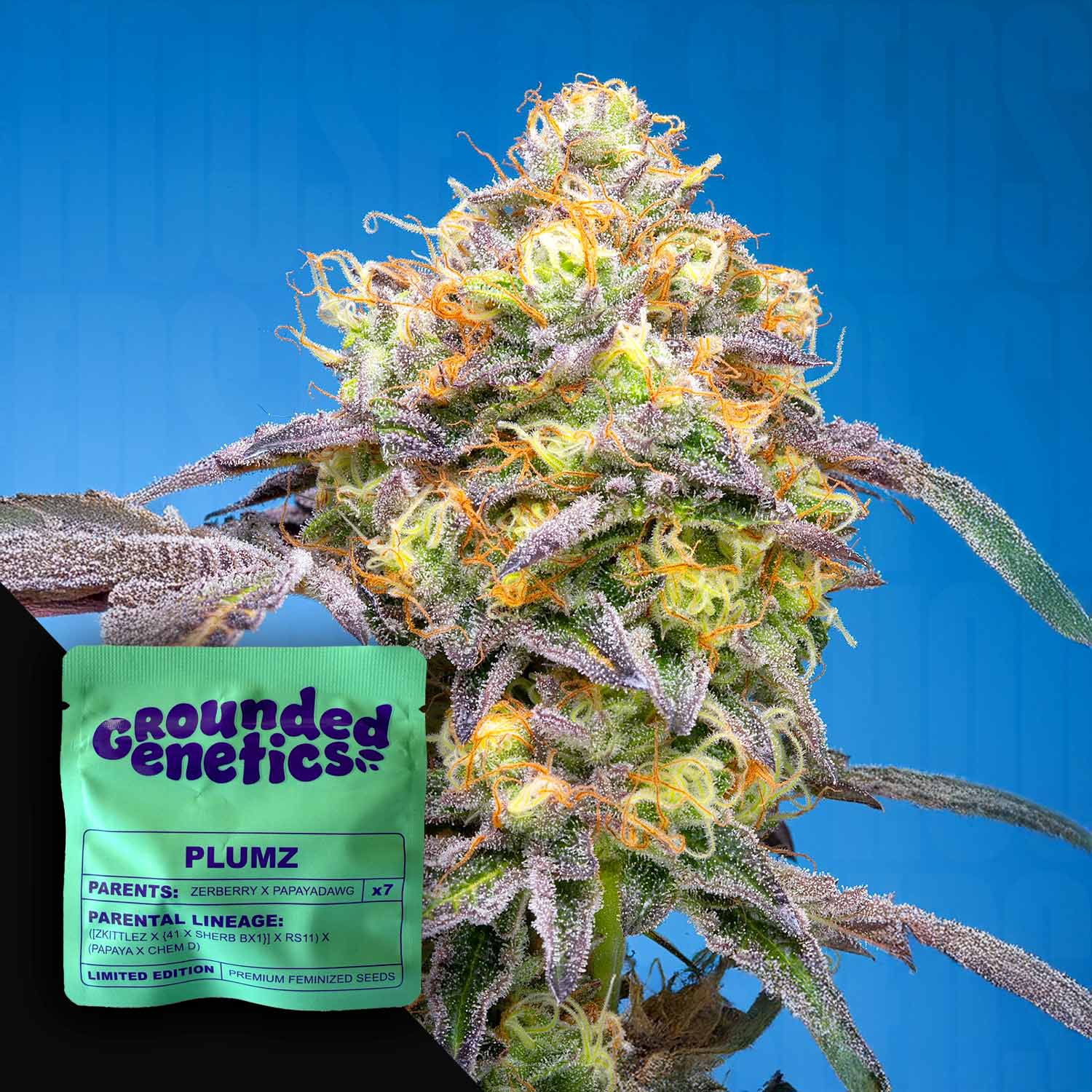 Nahaufnahme einer frostigen Plumz-Knospe von Grounded Genetics, neben der grünen Samenpackung auf blauem Hintergrund.