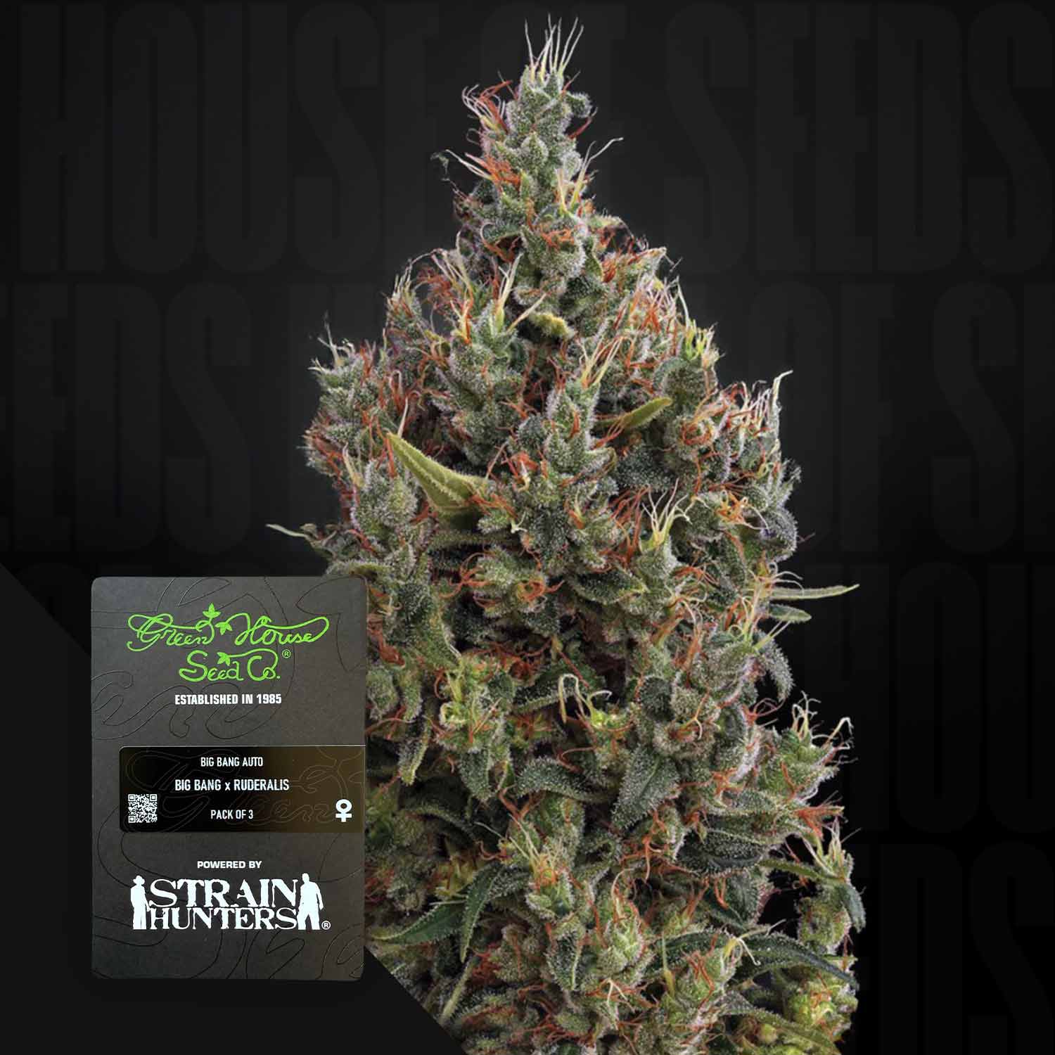 Nahaufnahme der Knospen von Big Bang Auto; das Etikett zeigt das Branding von Green House Seeds.