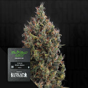 Dichte Cannabispflanze mit Trichomen und orangefarbenen Haaren, links Etikett Green House Seeds Big Bang Auto 5er-Pack