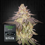 Nahaufnahme einer frostigen Cannabisknospe mit lila Blättern, vorne Black Toffee Auto Etikett Green House Seeds