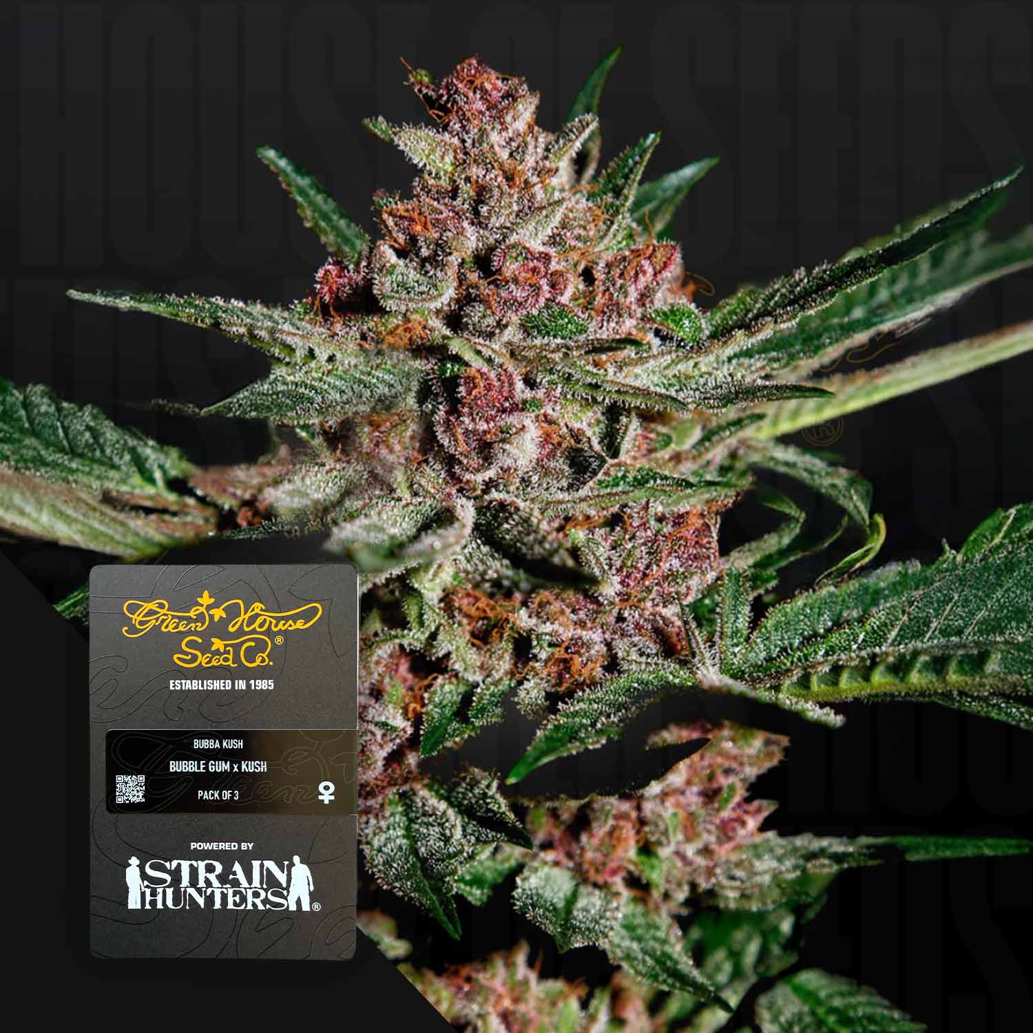 Nahaufnahme einer frostigen Bubba Kush-Knospe mit lila Farbtönen; Green House Seeds-Etikett in der unteren linken Ecke.