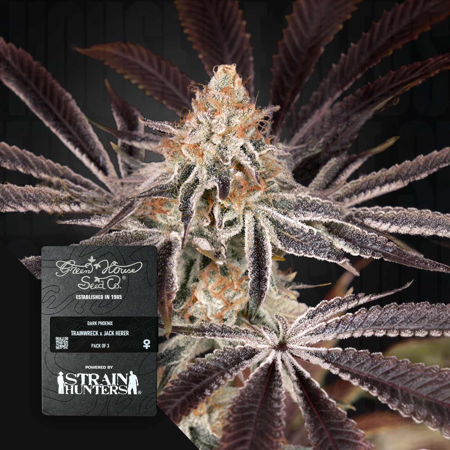 Nahaufnahme Dark Phoenix Cannabisknospen mit violetten Blättern, Ecke zeigt Green House Seeds Etikett